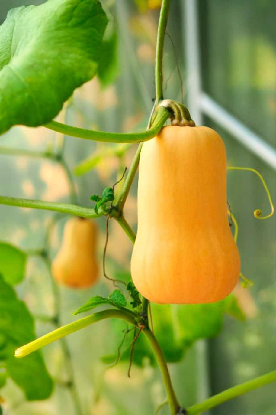 Organic Butternut Squash Seeds