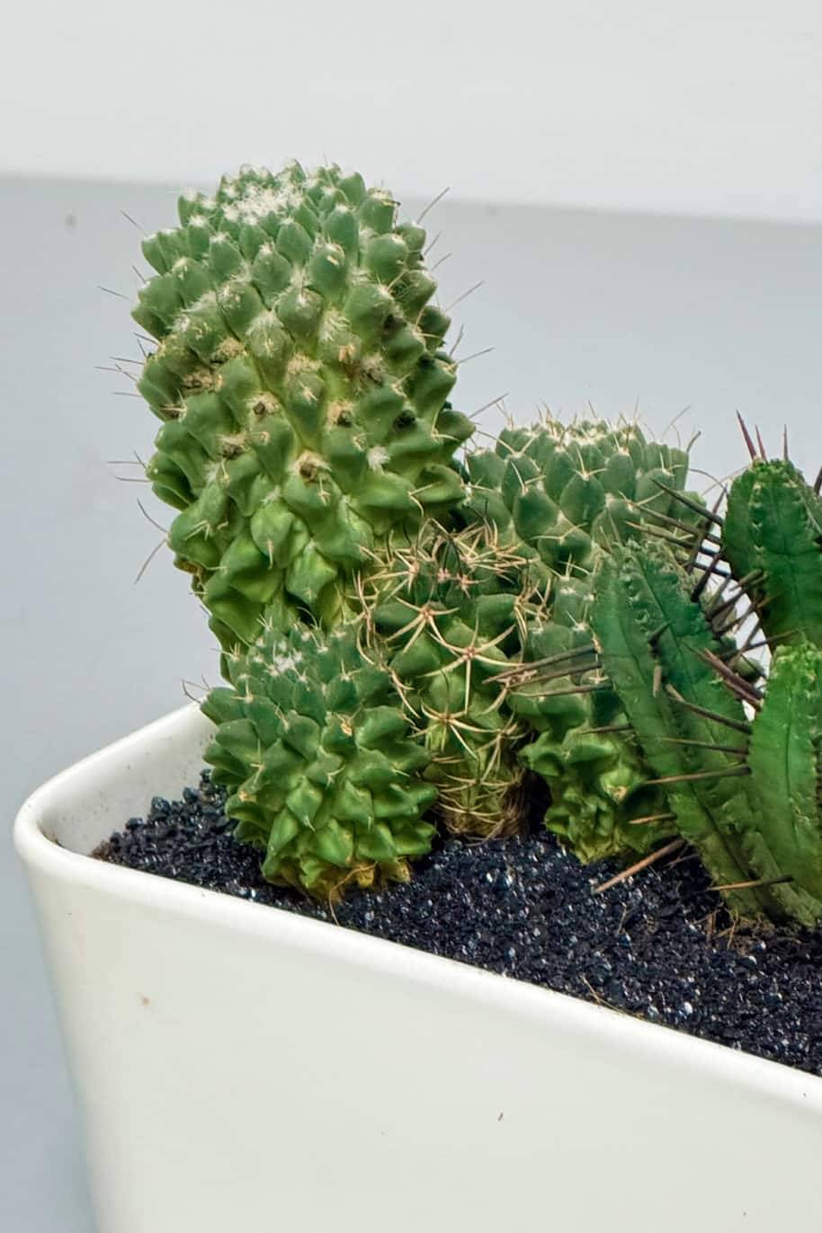Astrophytum myriostigma