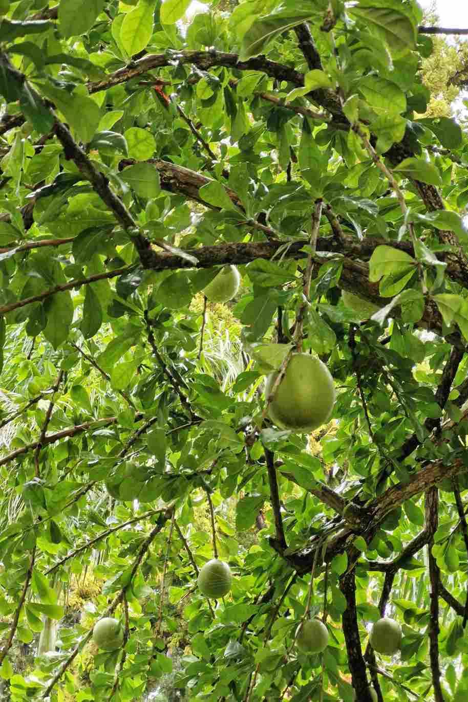 Calabash Tree