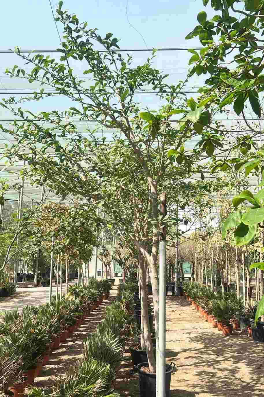 Calabash Tree