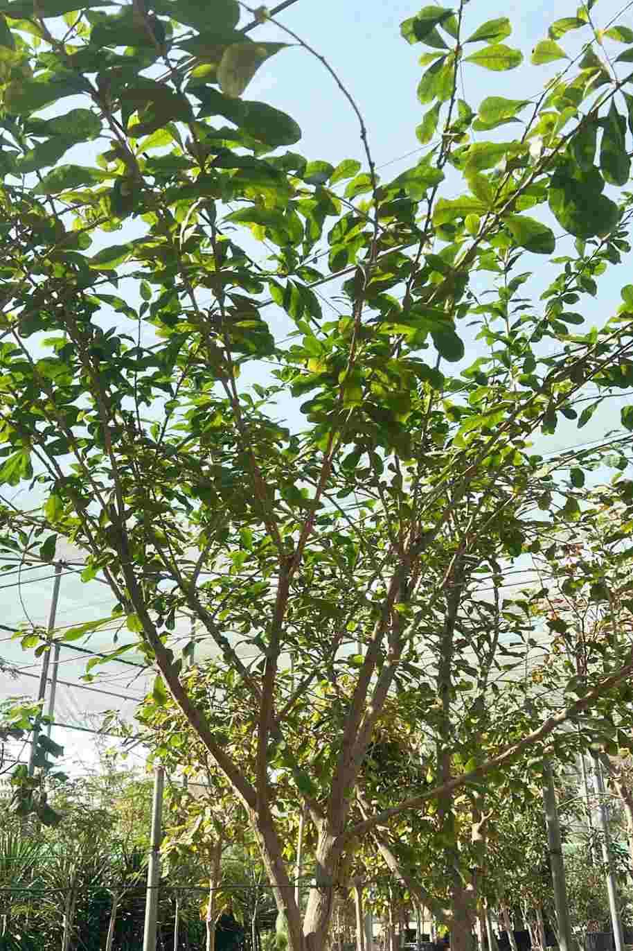Calabash Tree