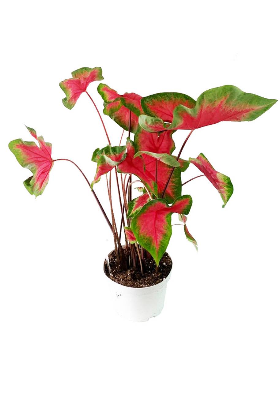 Caladium Red