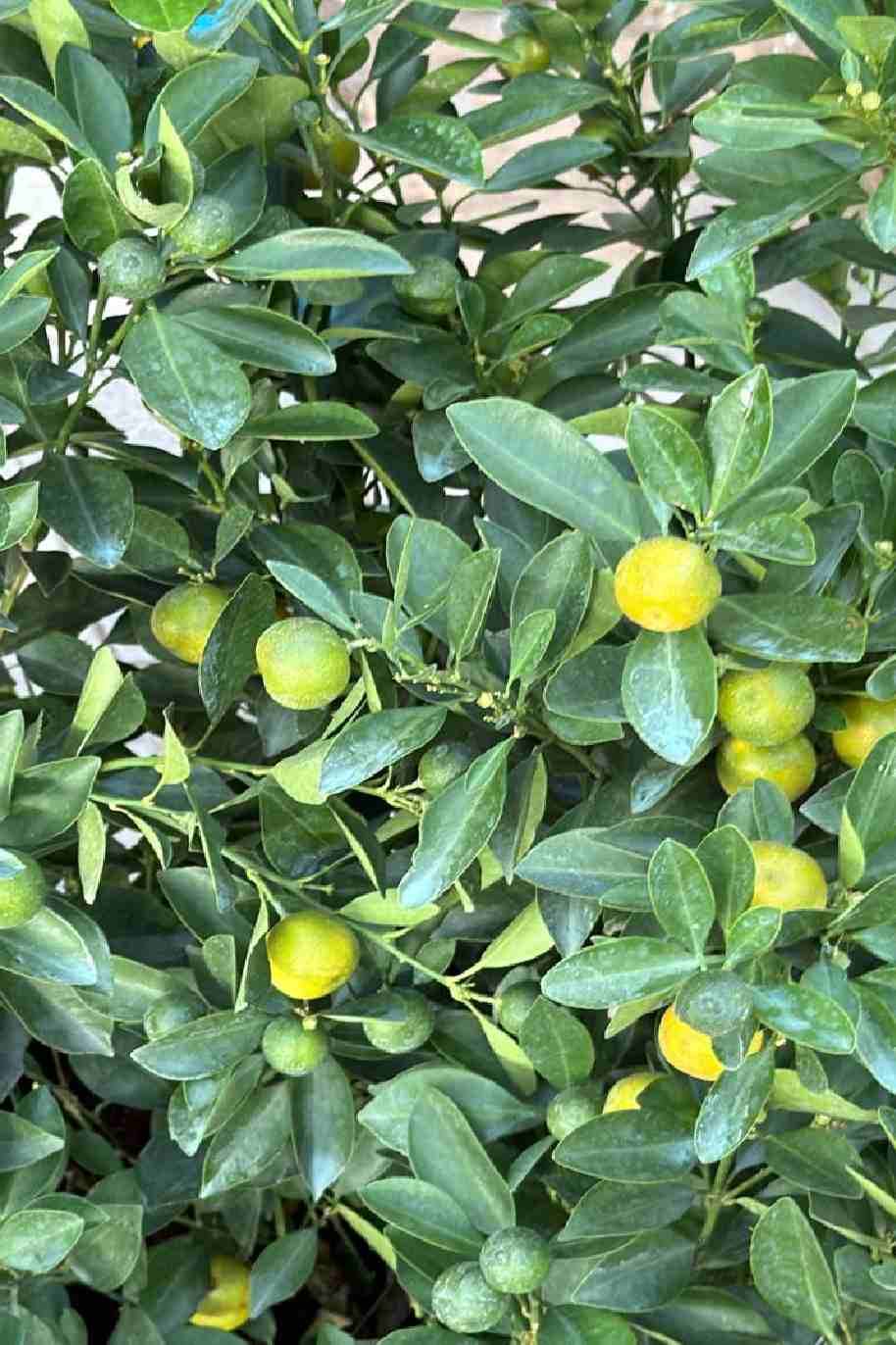 Citrus Microcarpa