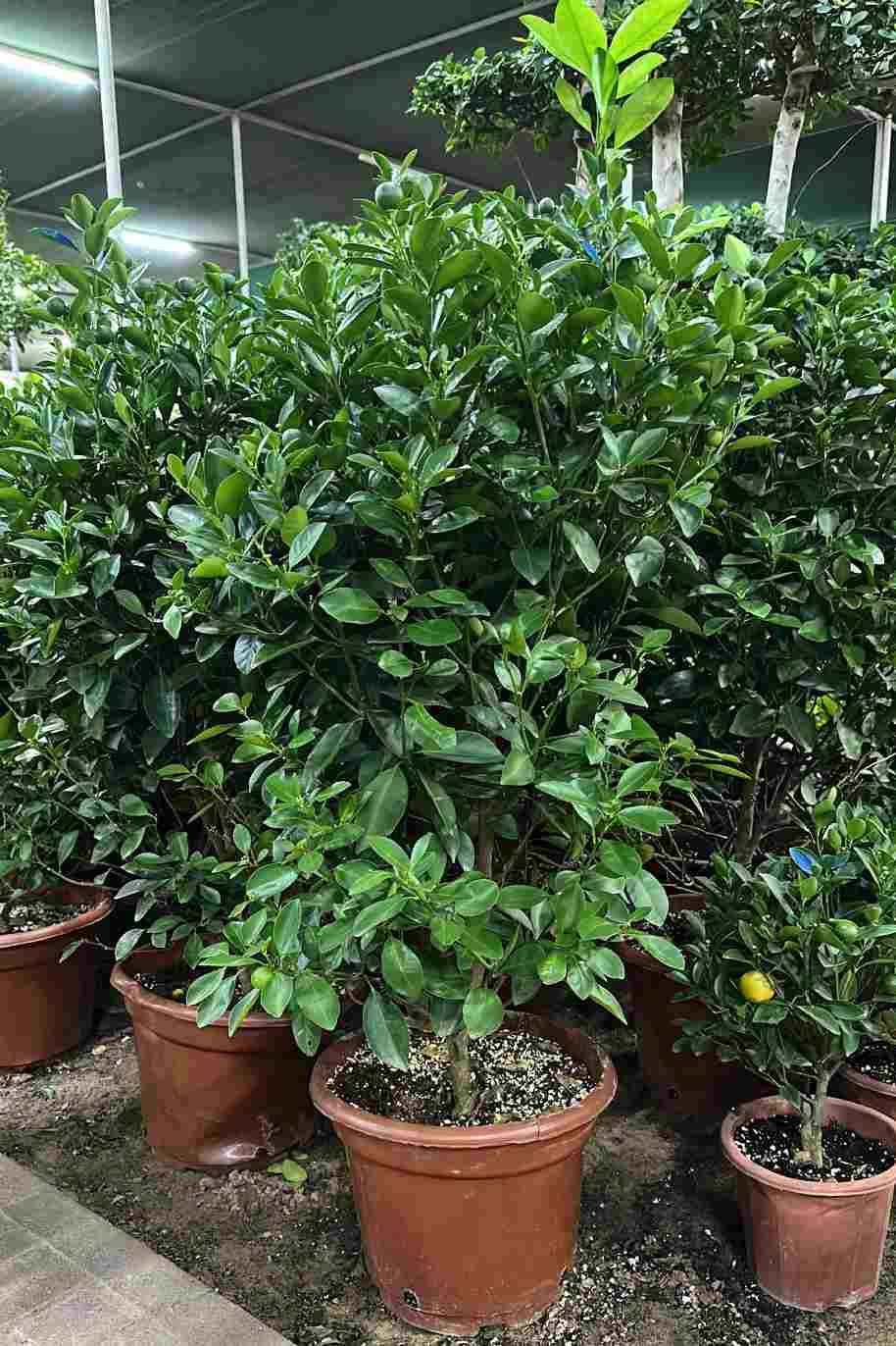 Calamansi Citrus Microcarpa - Citrus Microcarpa - image 3