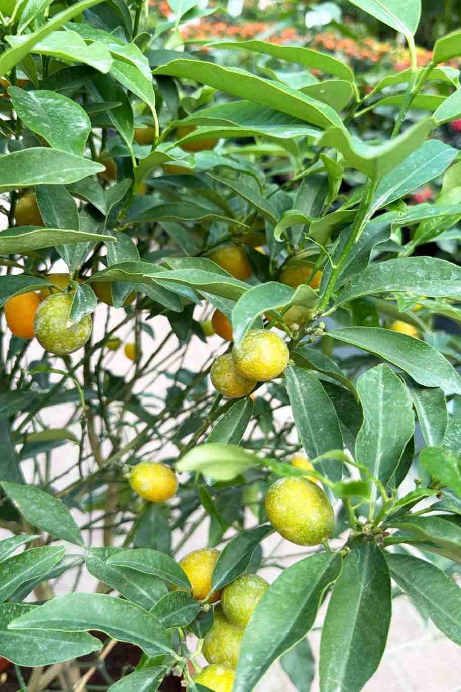 Calamansi Citrus Microcarpa - Citrus Microcarpa - image 5