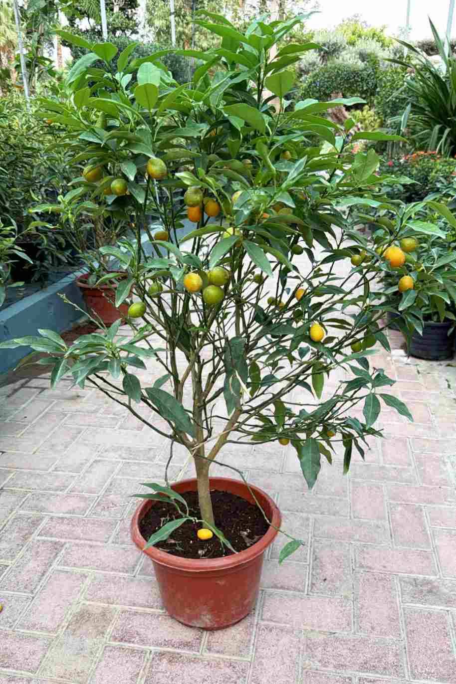 Calamansi Citrus Microcarpa - Citrus Microcarpa - image 4