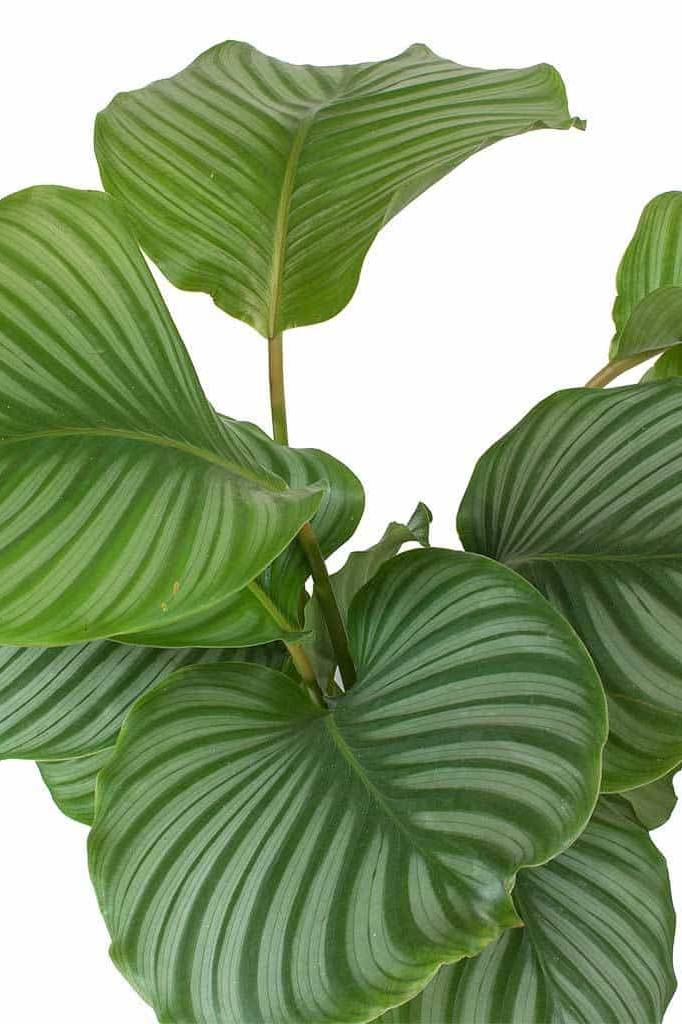 Calathea orbifolia