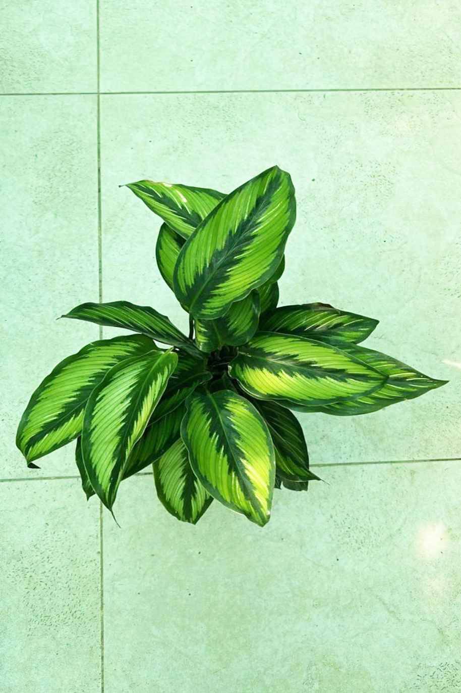 Calathea Beauty Star Holland - Calathea - image 3
