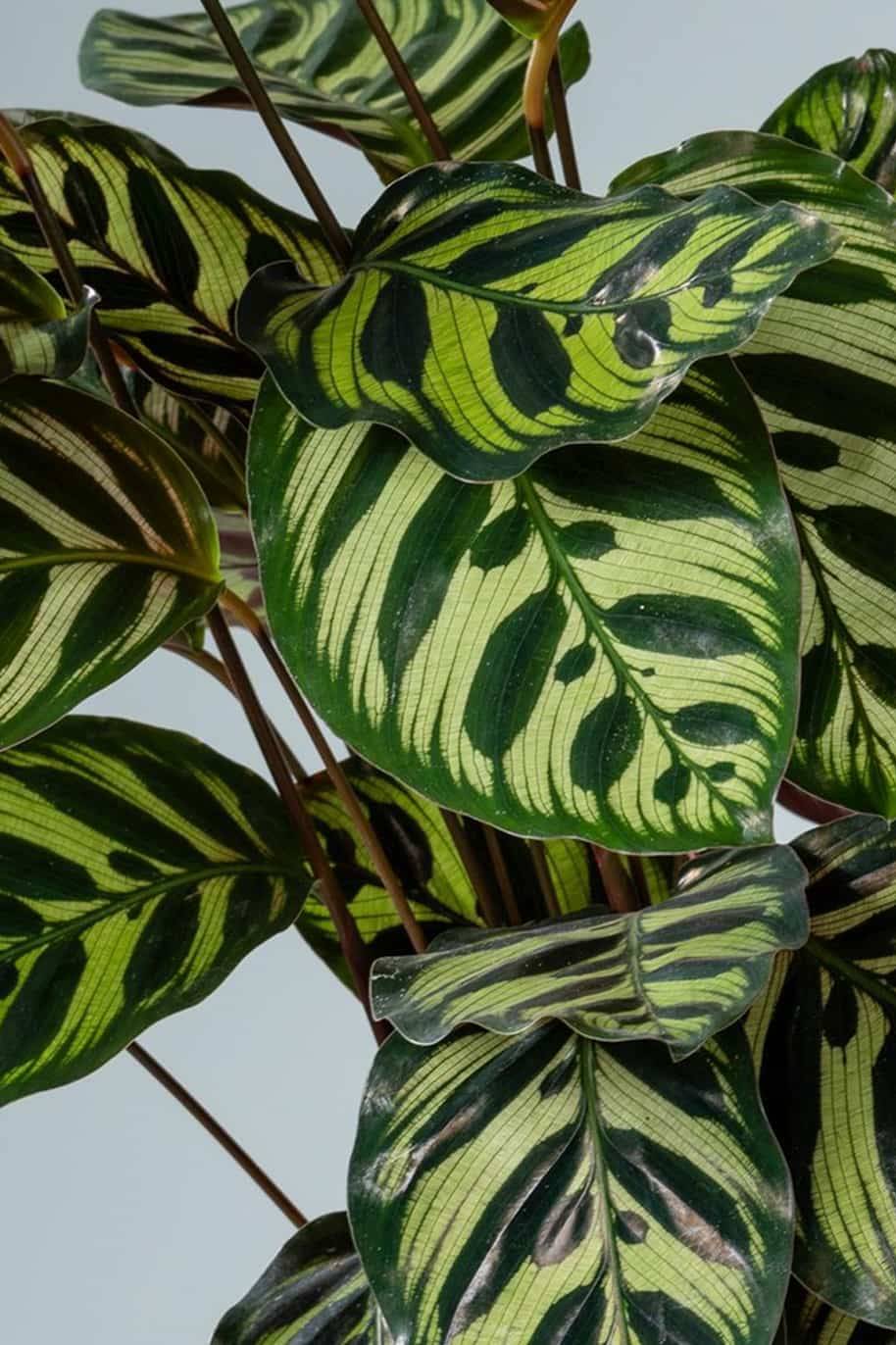 Calathea Makoyana - Calathea - image 2