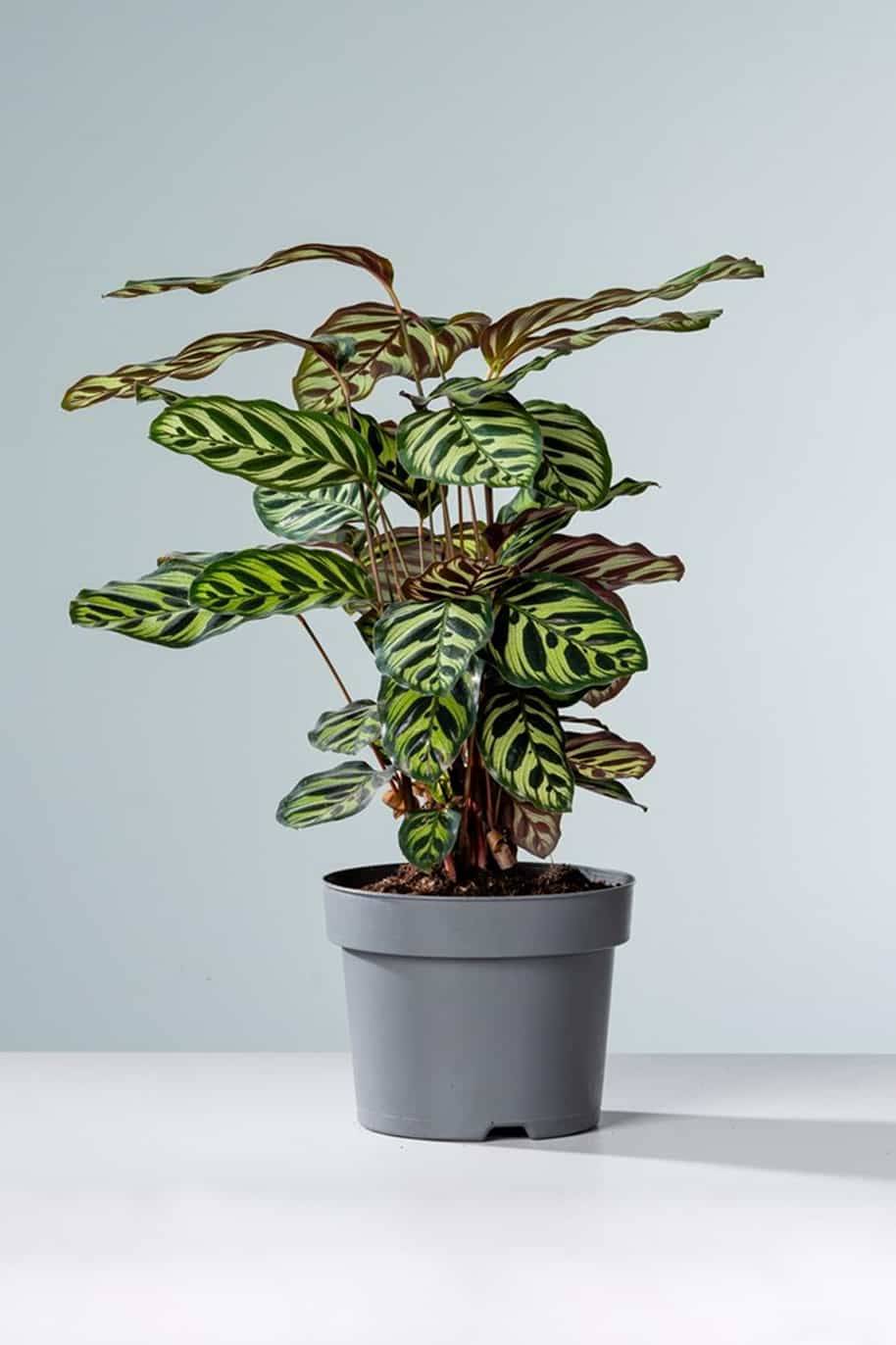 Calathea Makoyana - Calathea - image 1