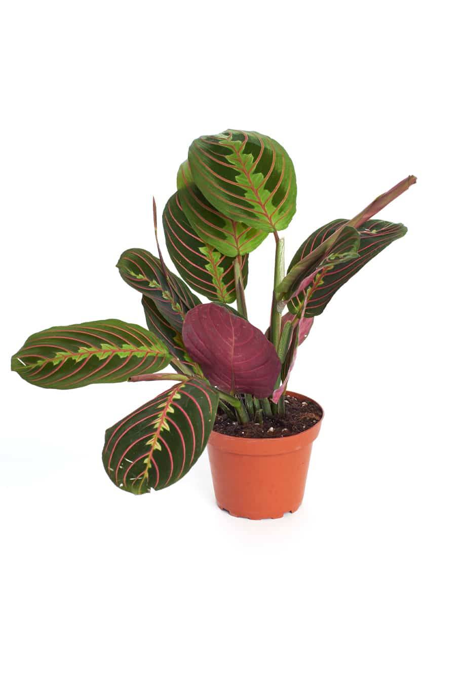 Prayer Plant