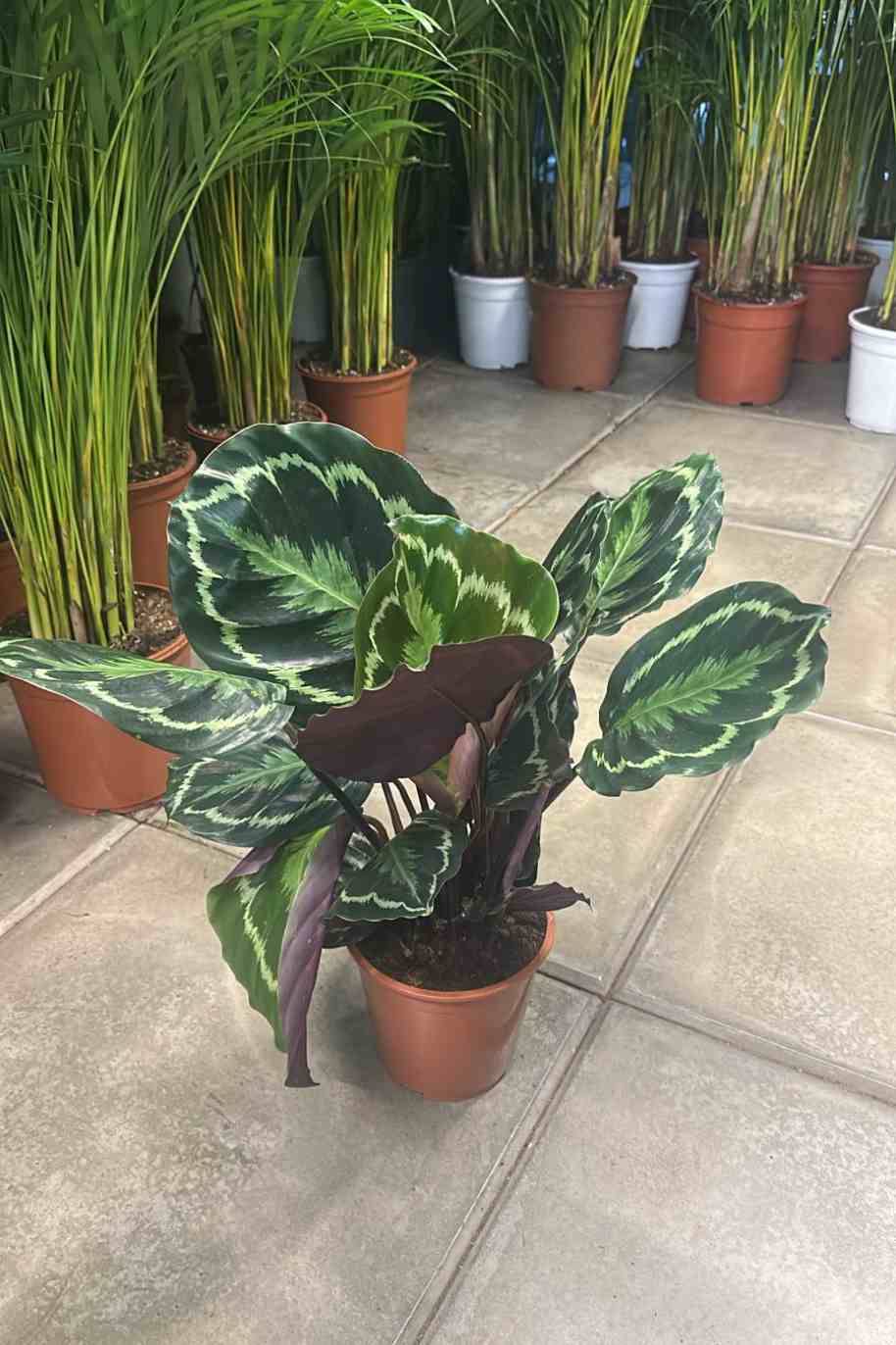 Calathea Medallion - Calathea Zebra Plant - image 3