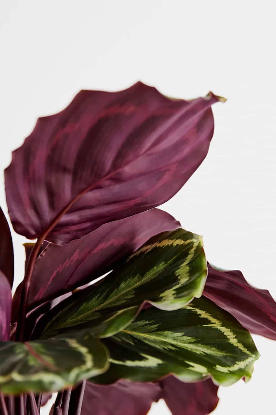 Pfauenpflanze - Calathea Medaillon mit weiem Korb Lissabon - 65cm - 19