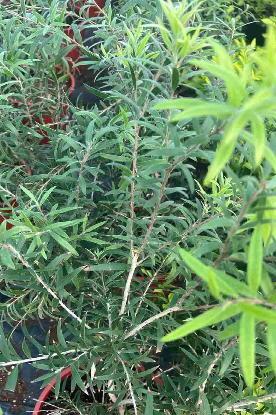 Callistemon Viminalis Or Bottle Brush Tree - Callistemon Viminalis - image 3