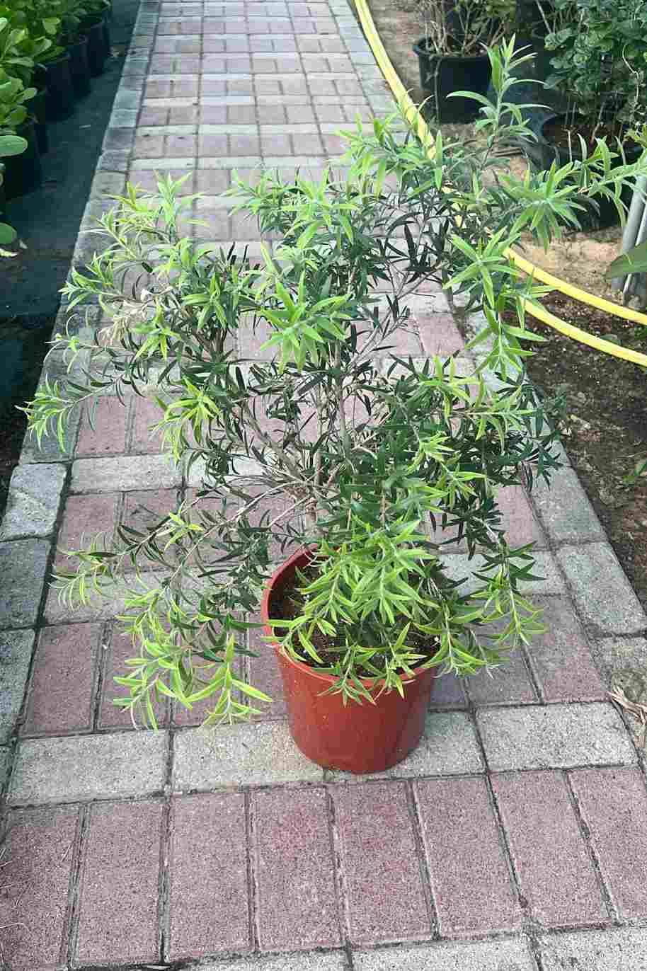 Callistemon Viminalis Or Bottle Brush Tree - Callistemon Viminalis - image 2