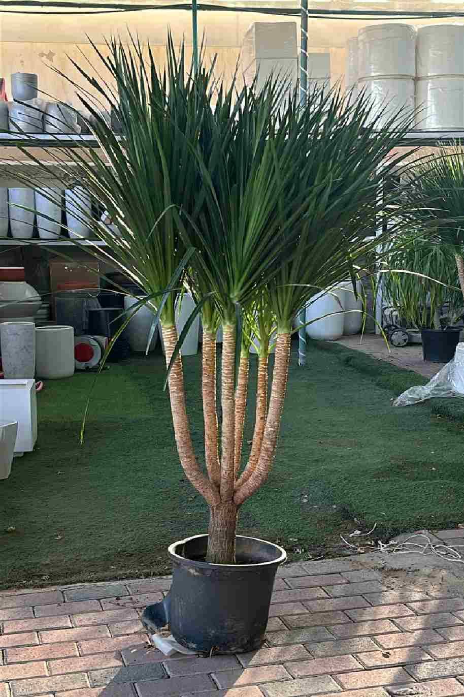Cambodian Dragon Tree