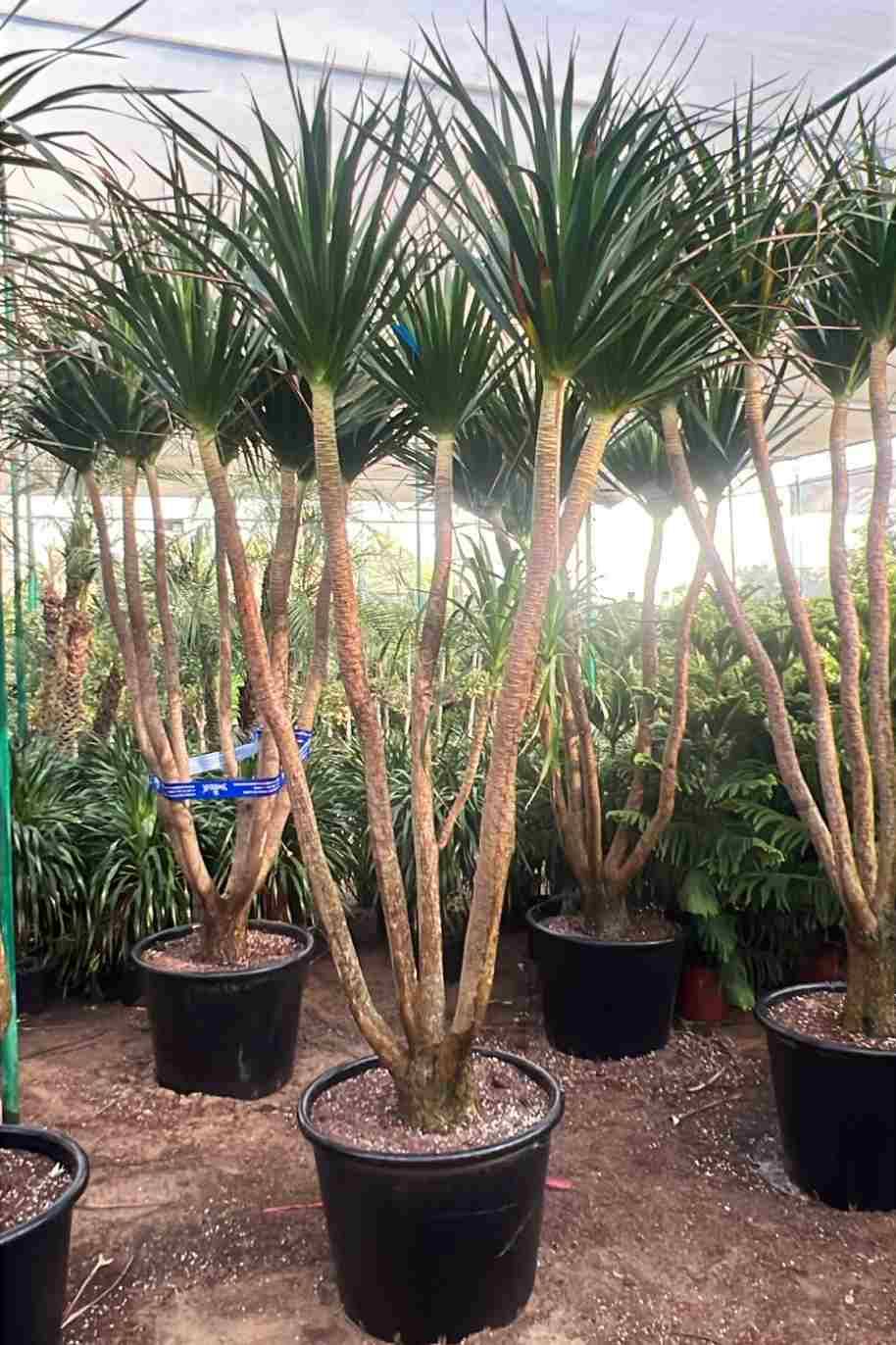 Dracaena cambodiana