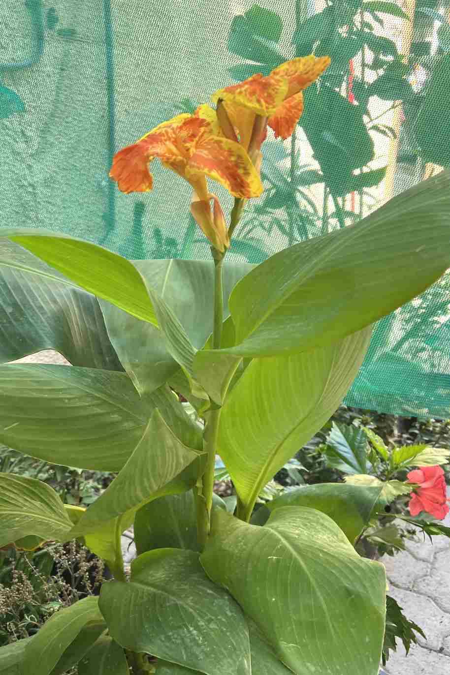 Canna Lily Green