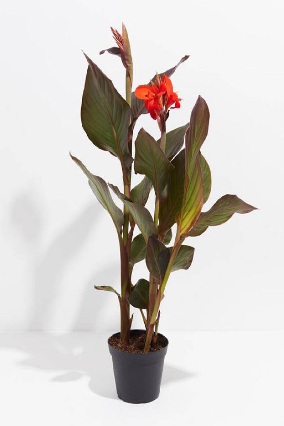 Canna Lily Red