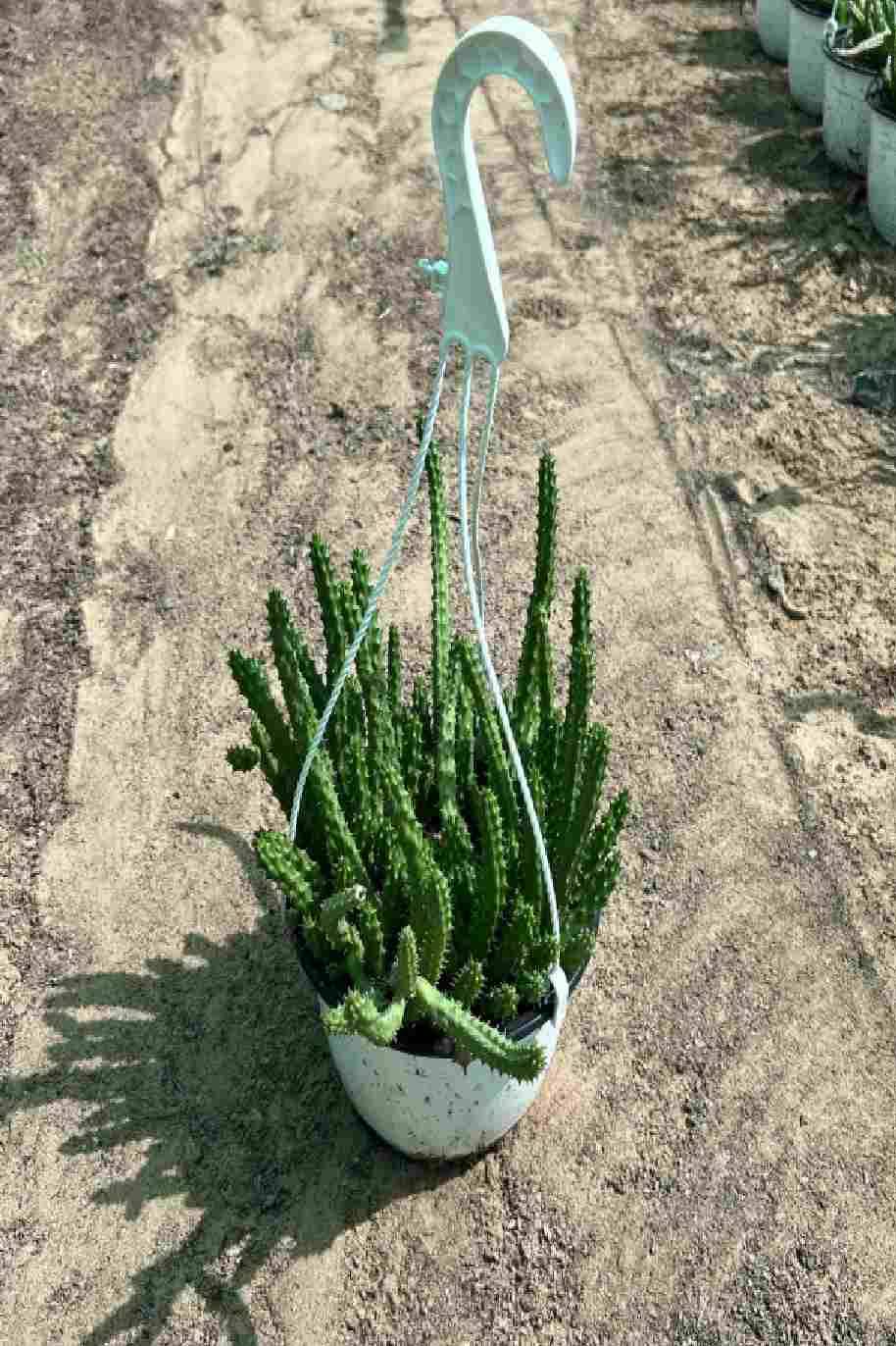 Caralluma Cactus Hanging