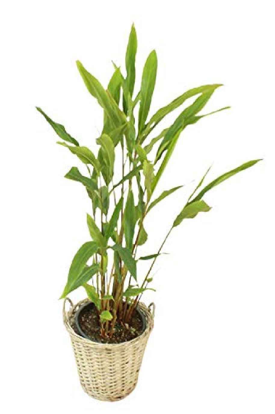 Cardamom Plant(Elaichi)