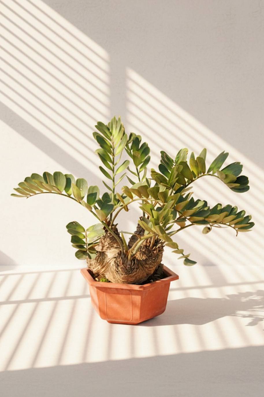 Cardboard Palm Multihead