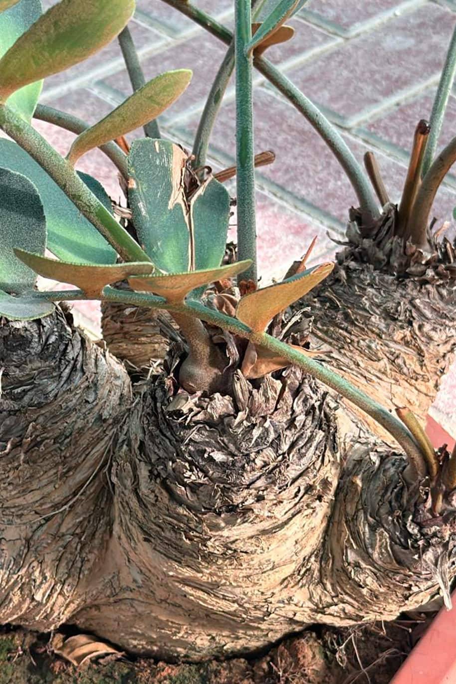 Zamia Furfuracea