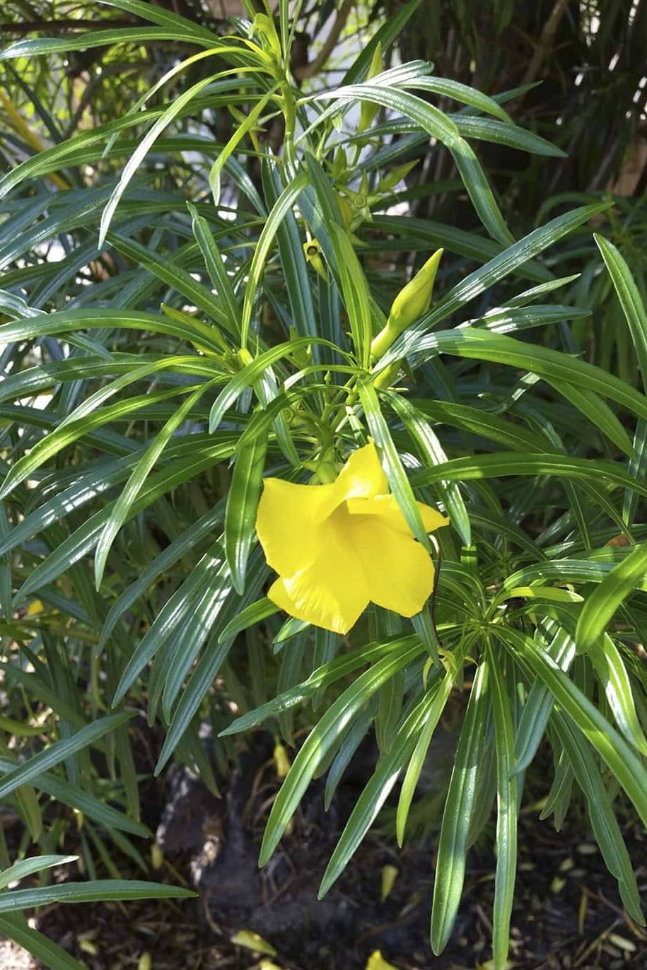 Yellow Oleander Seeds
