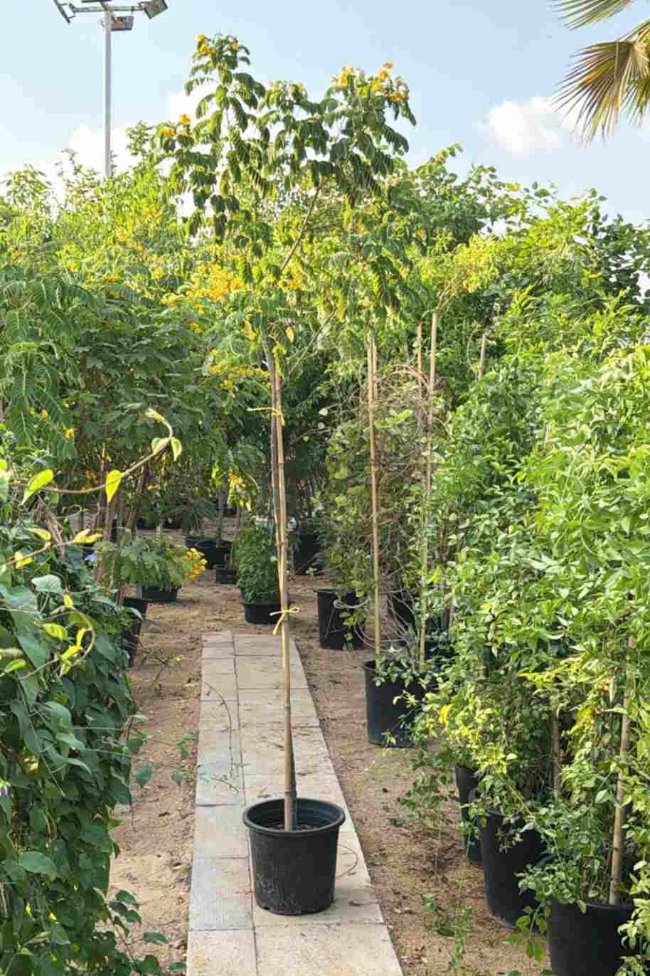 Cassia Surattensis Tree