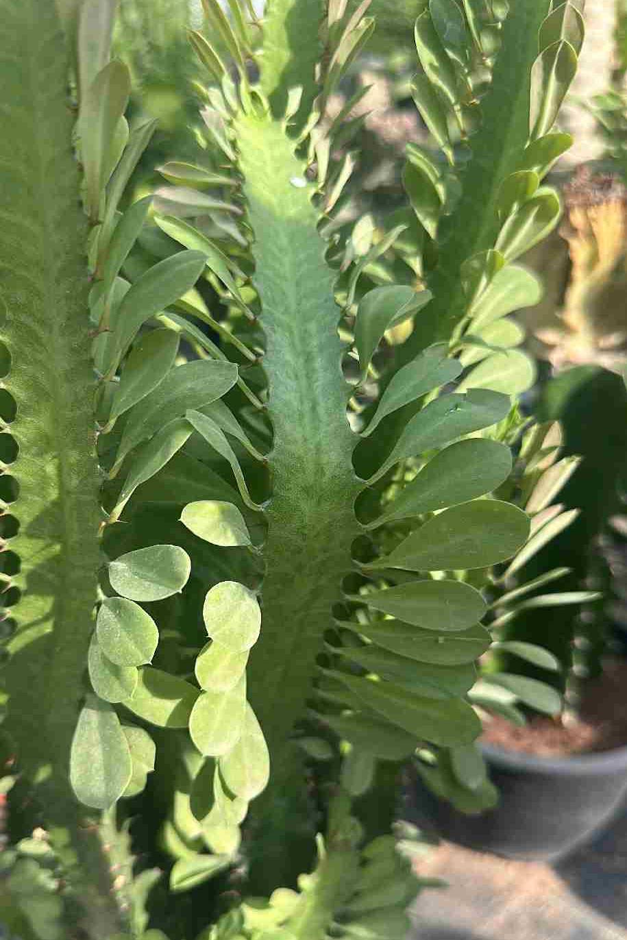 Cathedral Spire Euphorbia - Euphorbia - image 2