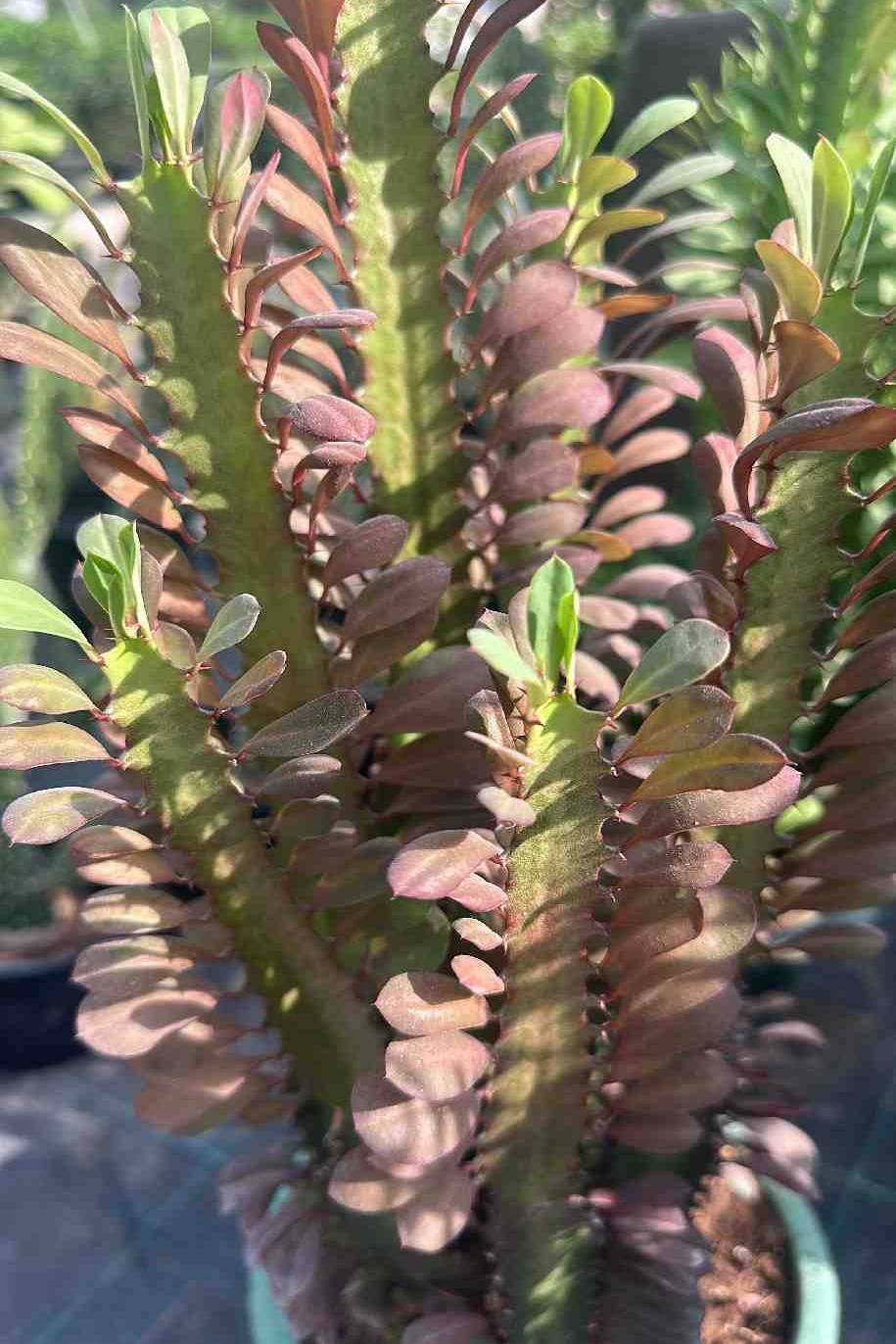 Cathedral Spire Euphorbia - Euphorbia - image 3