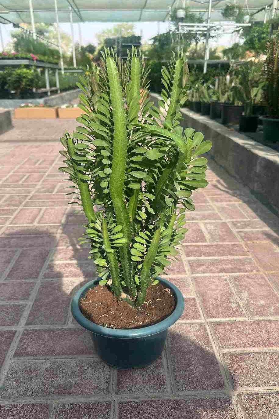 Cathedral Spire Euphorbia - Euphorbia