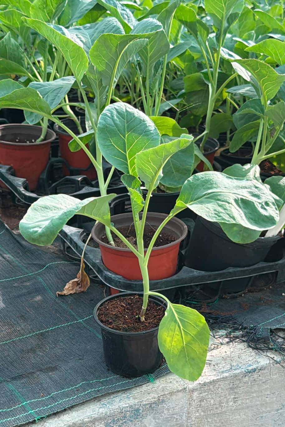 Cauliflower