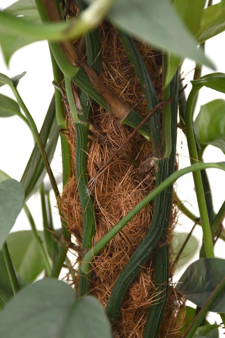 Philodendron