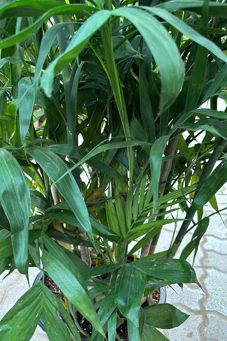 Chamaedorea Seifritzii