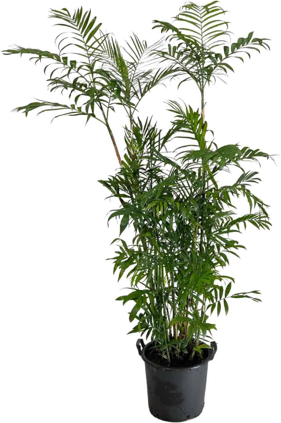 Chamaedorea Seifritzii