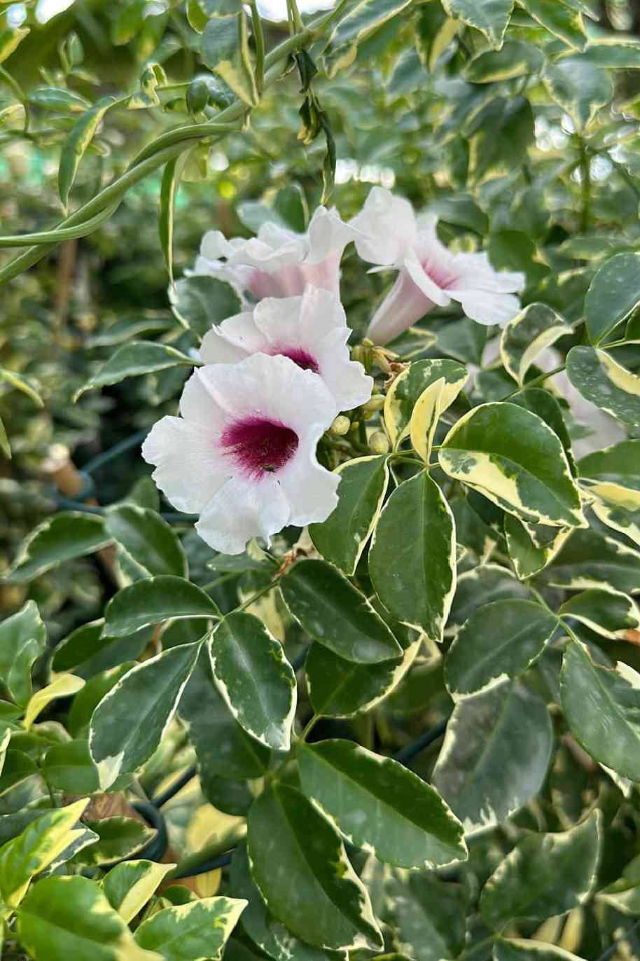 Charisma Bower Vine Tall