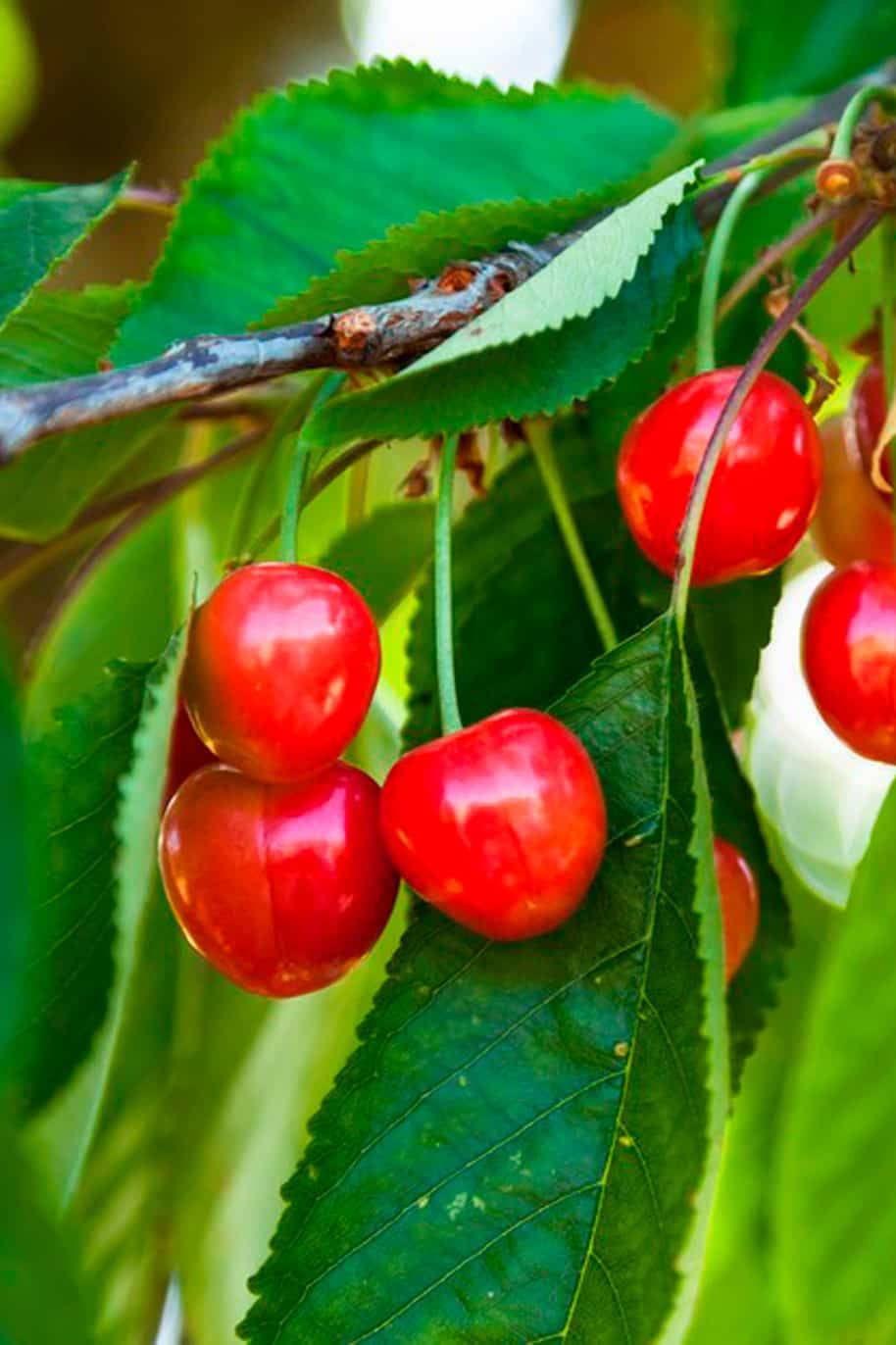 European Cherry Seeds