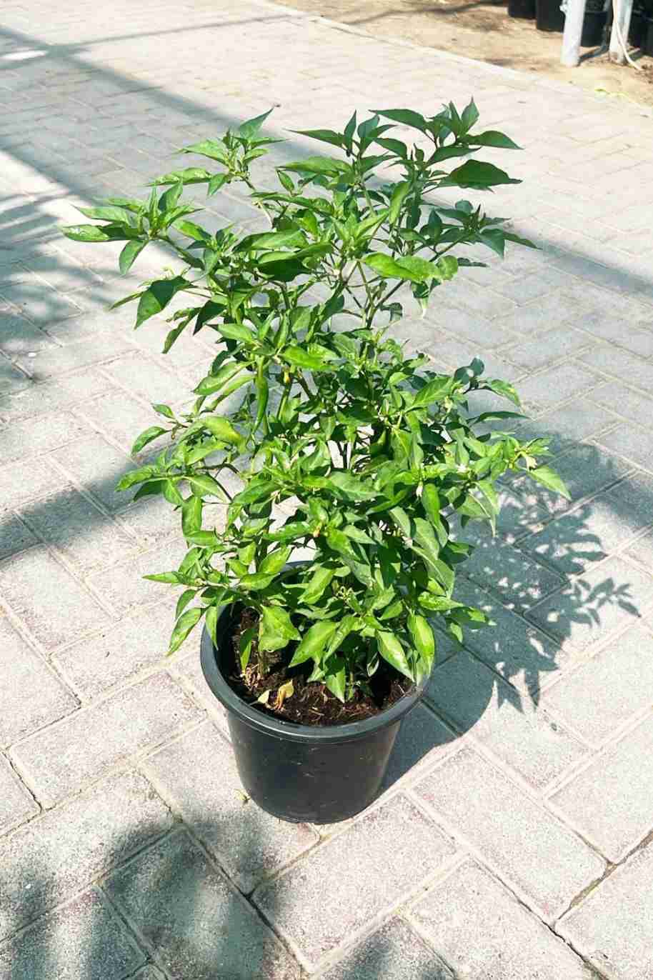 Chilli Pepper