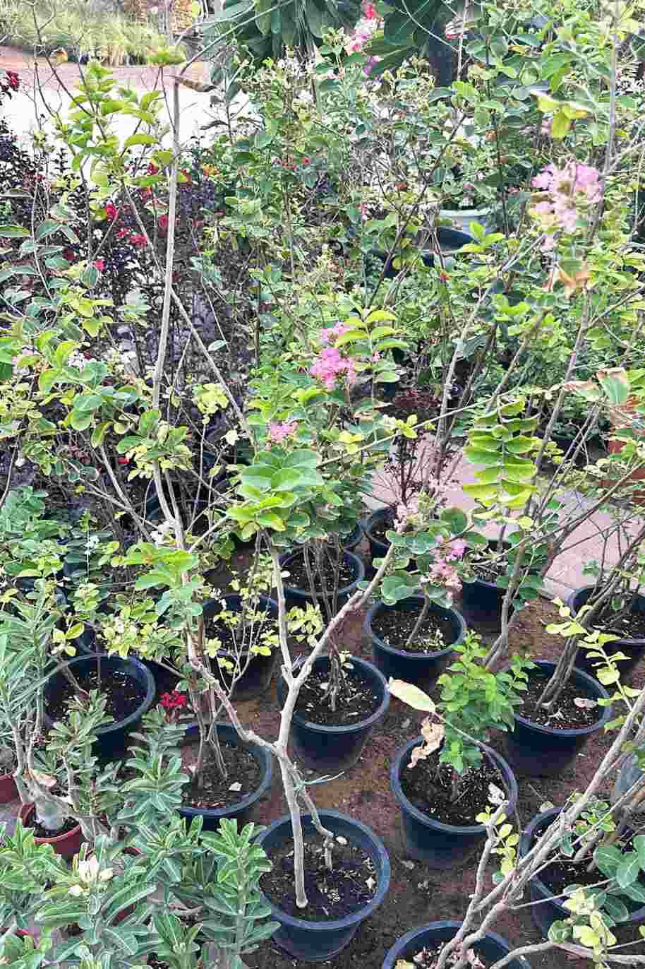 Chinese Crape Myrtle Pink - Lagerstroemia indica - image 2