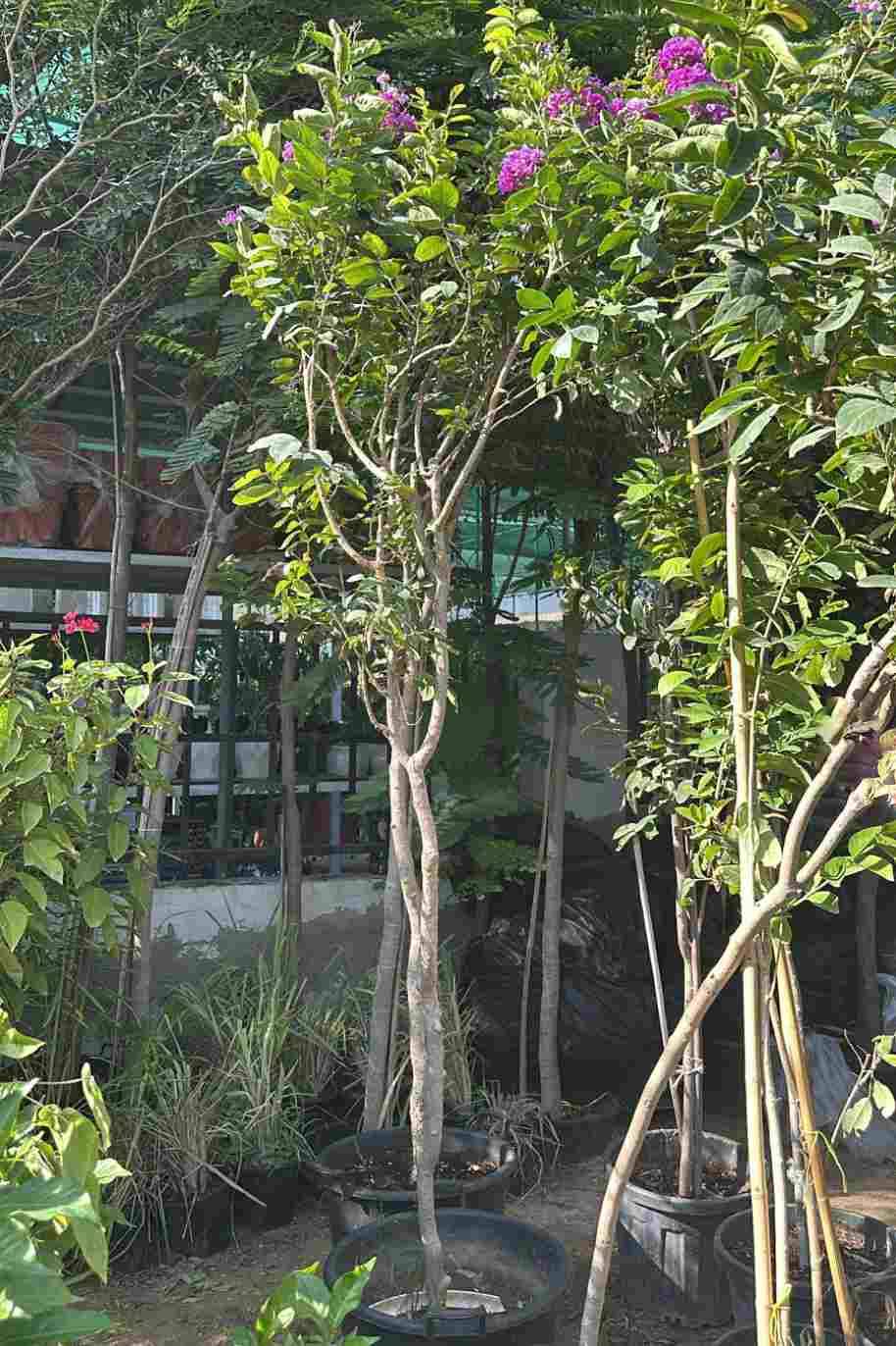 Chinese Crape Myrtle Purple - Lagerstroemia indica - image 3