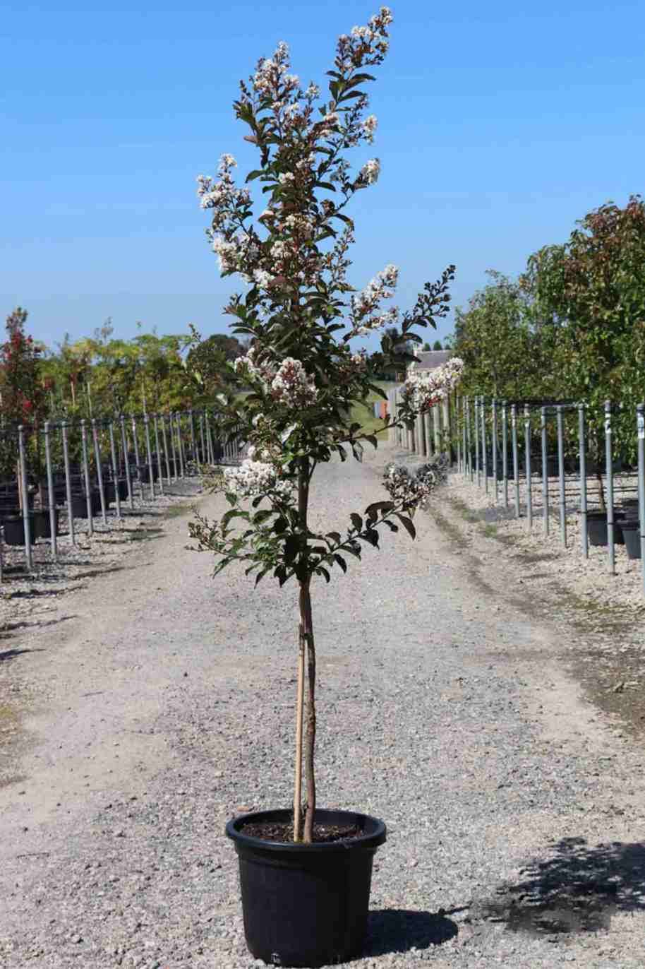 Chinese Crape Myrtle White - Lagerstroemia indica - image 2