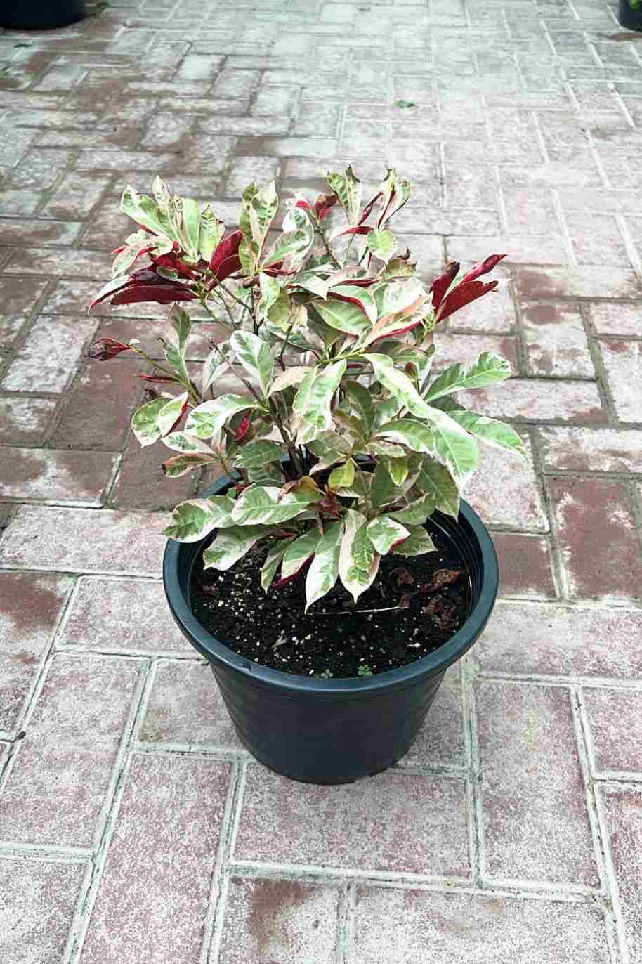Chinese Croton