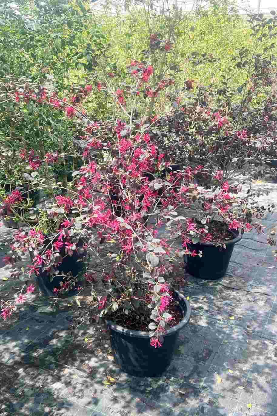 Chinese Fringe Flower
