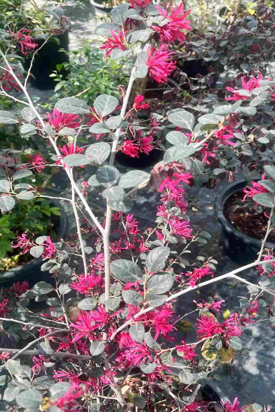 Chinese Fringe Flower
