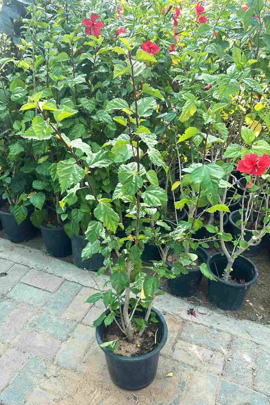 Chinese Hibiscus