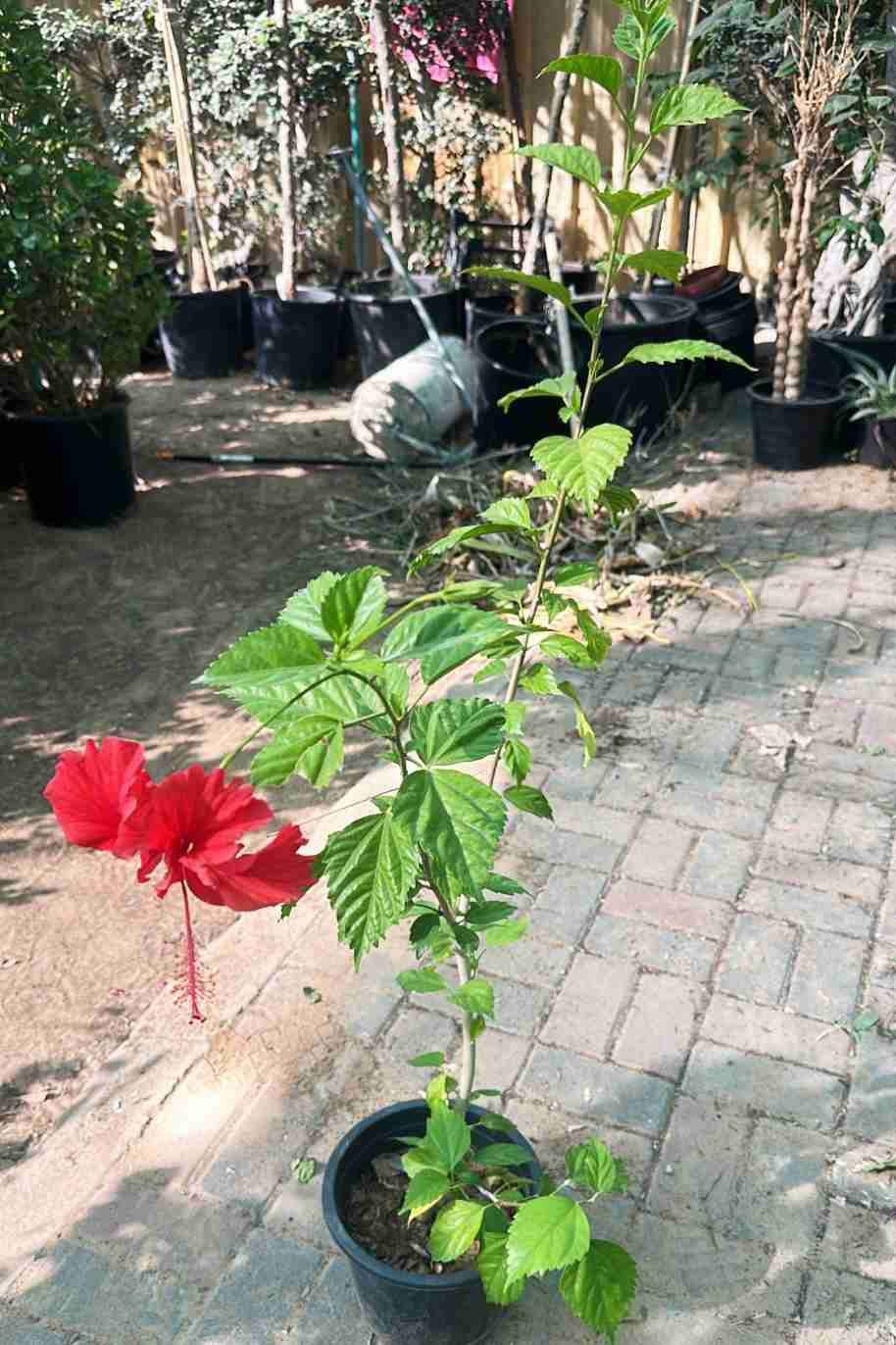 Chinese Hibiscus