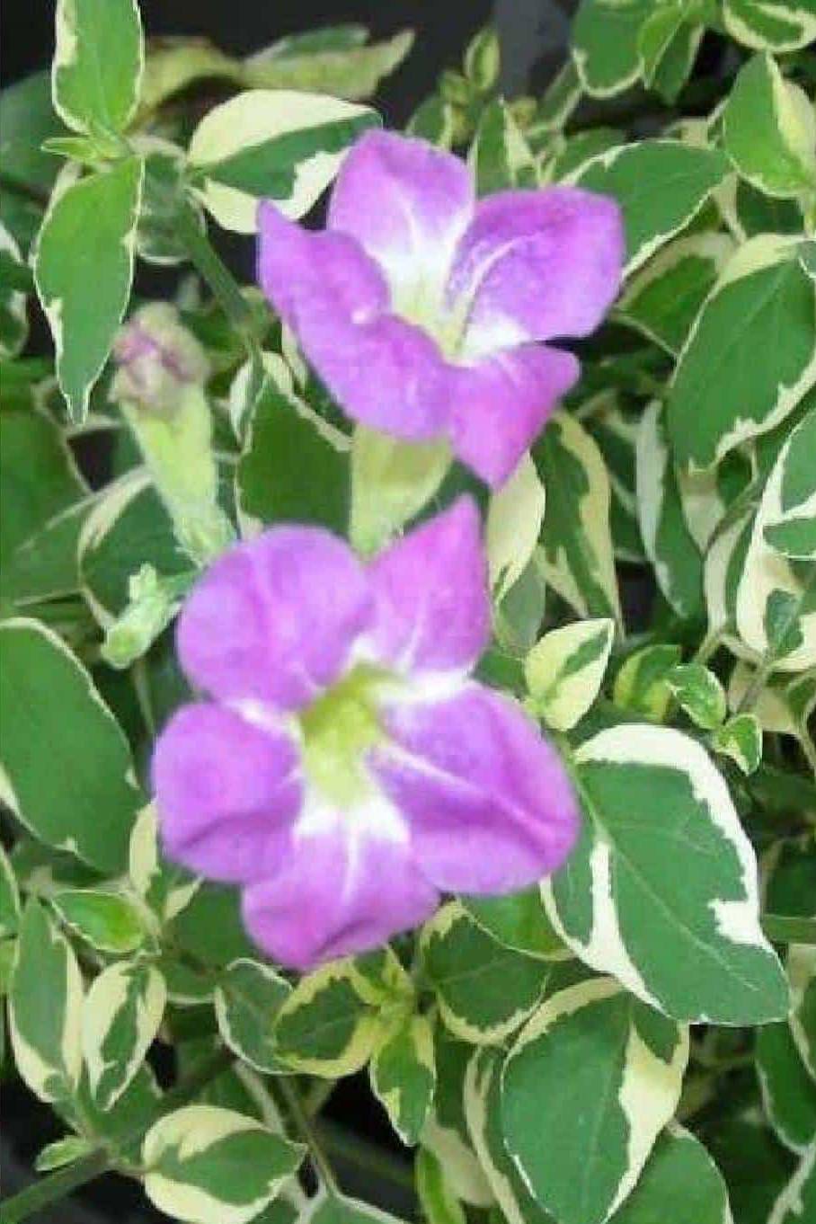 Chinese Violet Variegata