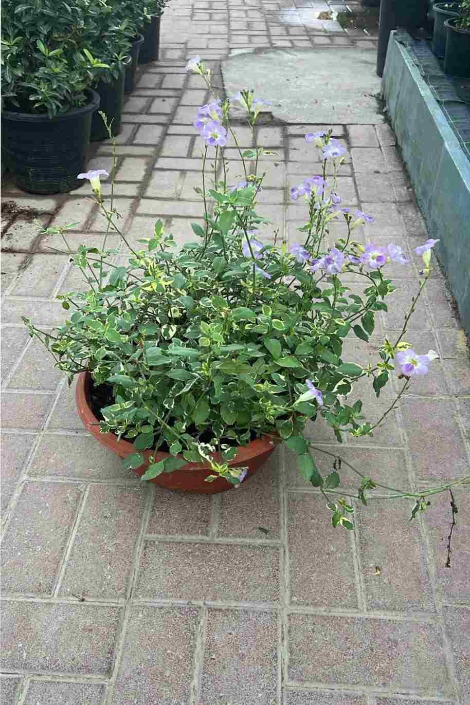 Chinese Violet Variegata Bushy
