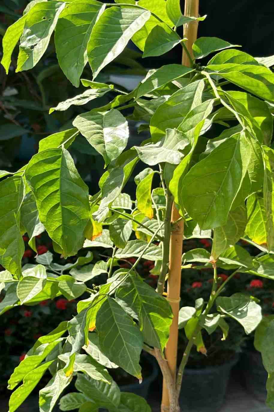 Chinese Wampee Fruit Plant